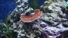 Montipora rot