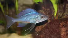 Nachwuchsmännchen (F1) Ophtalmotilapia ventralis