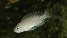 Neolamprologus multifasciatus