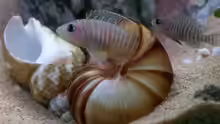 Neolamprologus Multifasciatus