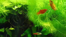 Neon, Platy & Gurami