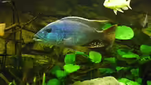 Nimbochromis Fuscotaeniatus ´Bock´ ca. 26cm (ausgewachsen)denk ich zumindest..