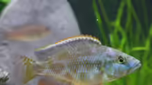 Nimbochromis livingstoni