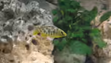 Nimbochromis venustus - Jungtier