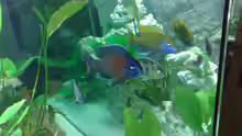 Nimbochromis venustus Bock mit Copadichromis Boleryi Bock
