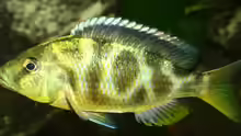 Nimbochromis Venustus W