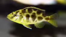 nimbochromis venustus