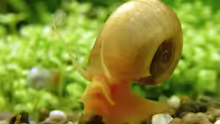 noch eine Posthornschnecke