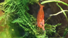 Orange Zwerggarnele / Caridina propinqua