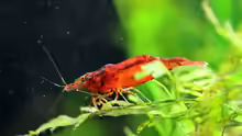 Orange Zwerggarnele / Caridina propinqua