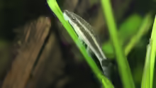 Otocinclus
