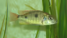 Otopharynx tetrastigma