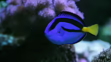 Paletten Doktorfisch = Paracanthurus hepatus