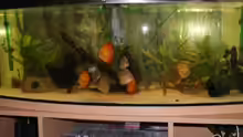 Panorama Tank