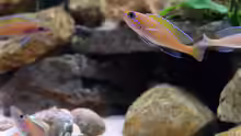 Paracyprichromis nigripinnis -blue Neon- (2015)