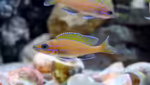 Paracyprichromis nigripinnis -blue Neon- (2015)
