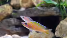 Paracyprichromis nigripinnis -blue Neon- (2015)