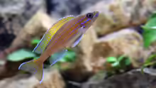 Paracyprichromis nigripinnis -blue Neon- Männchen (2015)