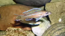 Paracyprichromis nigripinnis blue neon
