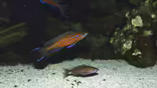 Paracyprichromis nigripinnis blue neon, Paar