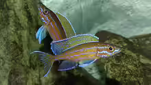 Paracyprichromis nigripinnis blue neon