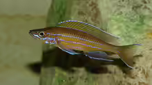 Paracyprichromis nigripinnis blue neon (m)