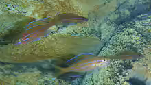 Paracyprichromis nigripinnis ´blue neon´