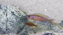 Paracyprichromis nigripinnis blue neon