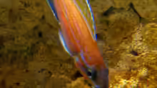 Paracyprichromis nigripinnis Chituta male