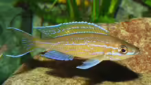 Paracyprichromis nigripinnis