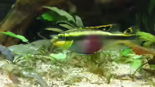 pelvicachromis pulcher - Weibchen