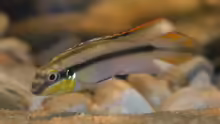 Pelvicachromis Pulcher male