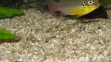 Pelvicachromis taeniatus lobe