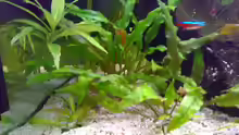 Pflanzen im Aquarium 240L - Salmler (nur noch als Beispiel)