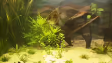 Pflanzen im Aquarium 250 l Gesellschaft