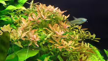 Pflanzen im Aquarium 340l Asiatische Zwerge (Existiert nicht mehr!)