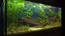 Pflanzen im Aquarium Amazonas