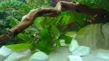 Pflanzen im Aquarium Asienbecken (Existiert nicht mehr)