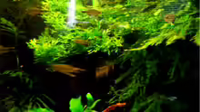 Pflanzen im Aquarium Becken 1011