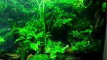 Pflanzen im Aquarium Becken 1011