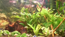 Pflanzen im Aquarium Becken 10229