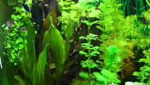 Pflanzen im Aquarium Becken 10384