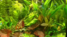 Pflanzen im Aquarium Becken 10482