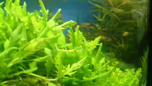Pflanzen im Aquarium Becken 10757