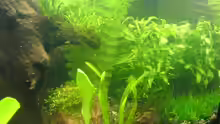 Pflanzen im Aquarium Becken 10927