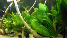 Pflanzen im Aquarium Becken 11130