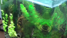 Pflanzen im Aquarium Becken 11276