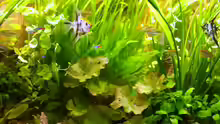Pflanzen im Aquarium Becken 12050