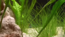 Pflanzen im Aquarium Becken 12094