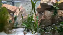 Pflanzen im Aquarium Becken 1231